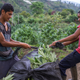 Marijuana farming in Toribío is a no-frills operation.